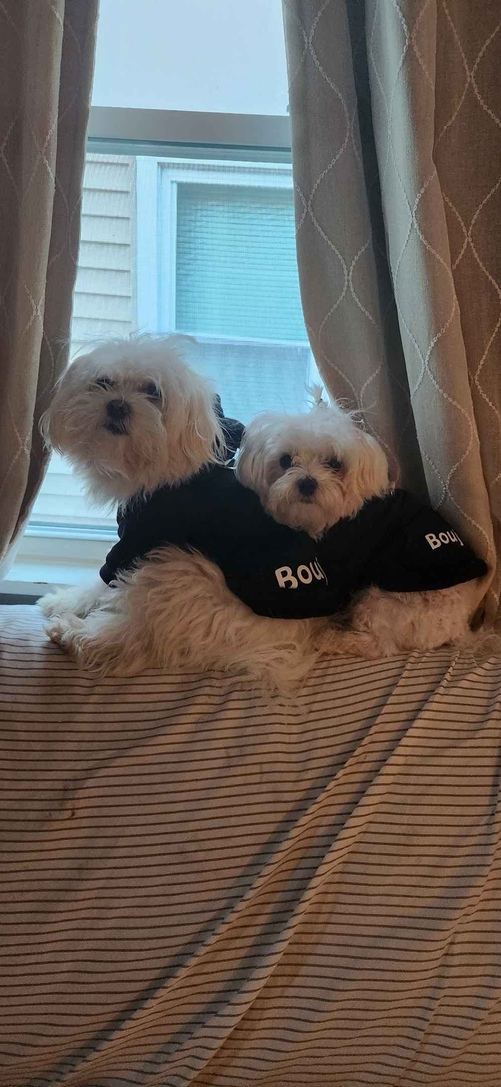 Mid Michigan Toy Maltese breeder image 5
