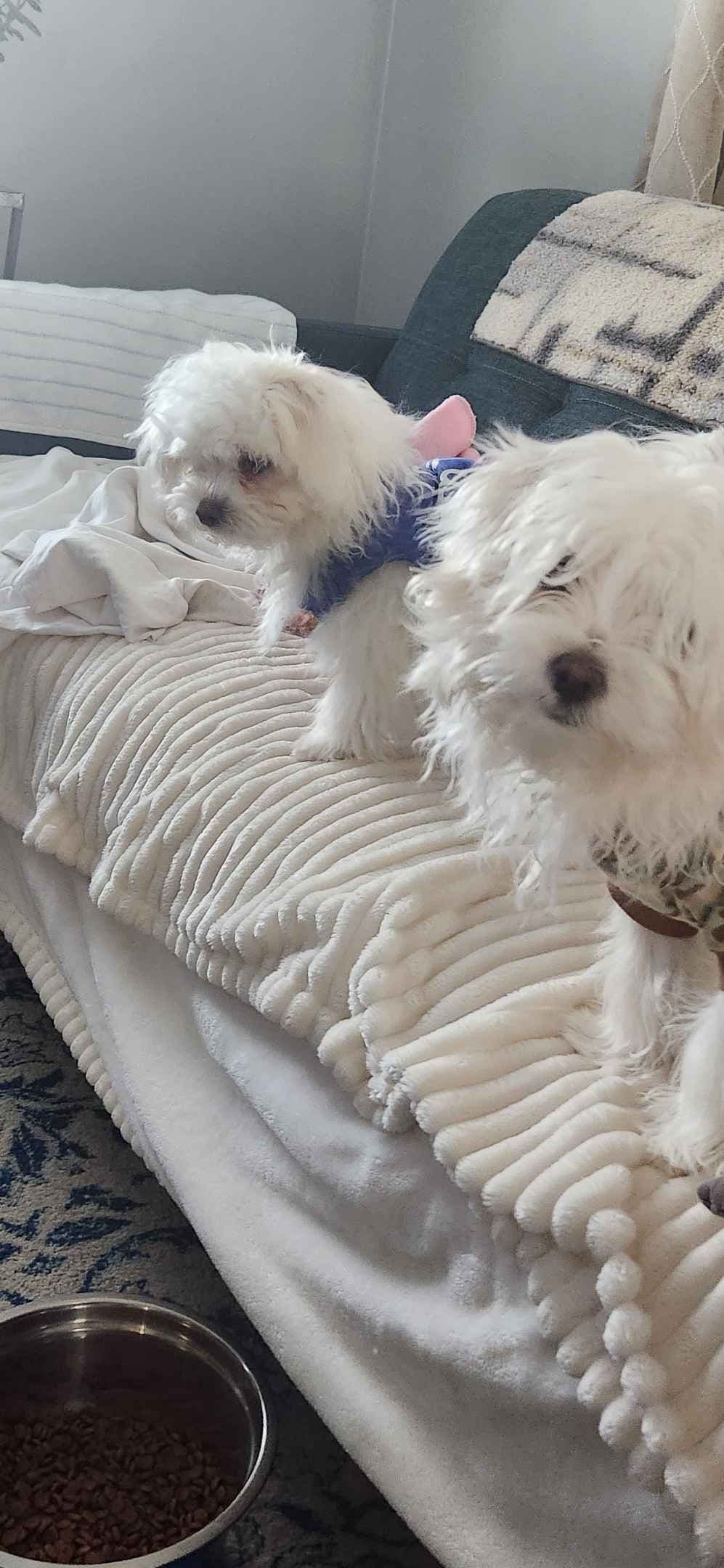 Mid Michigan Toy Maltese breeder image 6