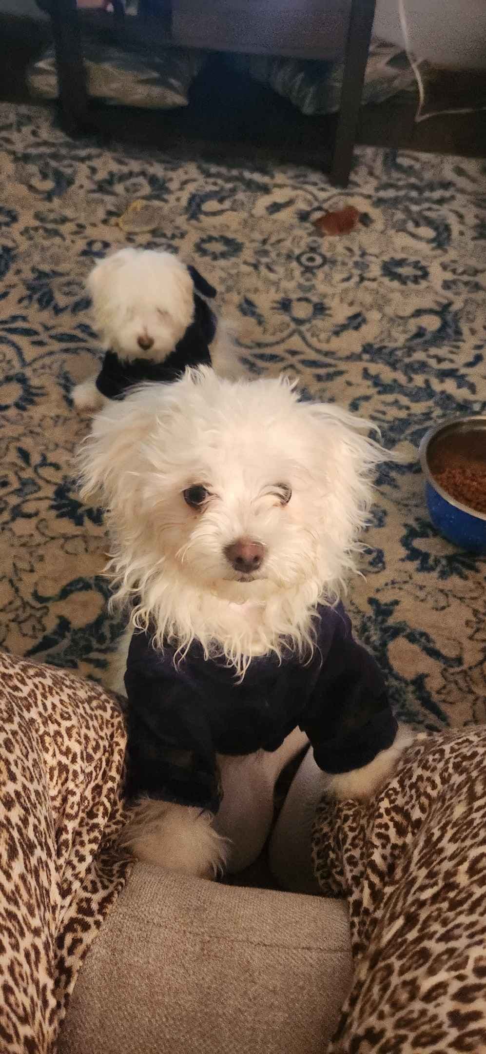 Mid Michigan Toy Maltese breeder image 7