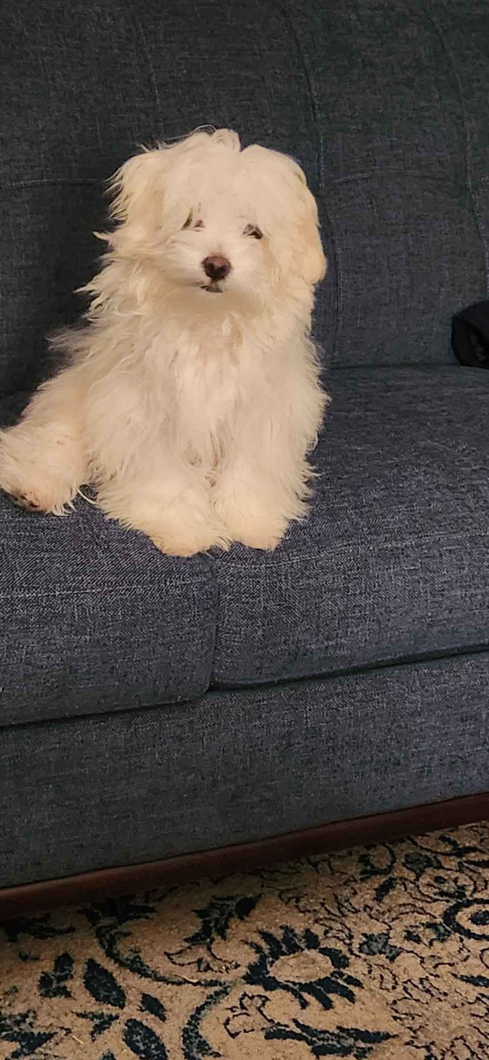 Mid Michigan Toy Maltese breeder image 8