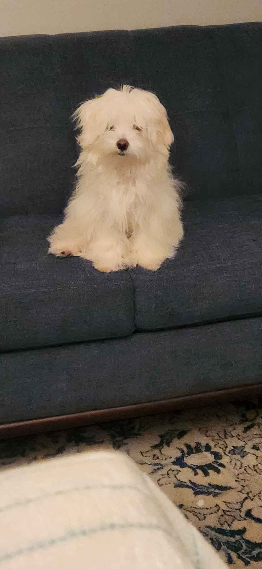 Mid Michigan Toy Maltese breeder image 9