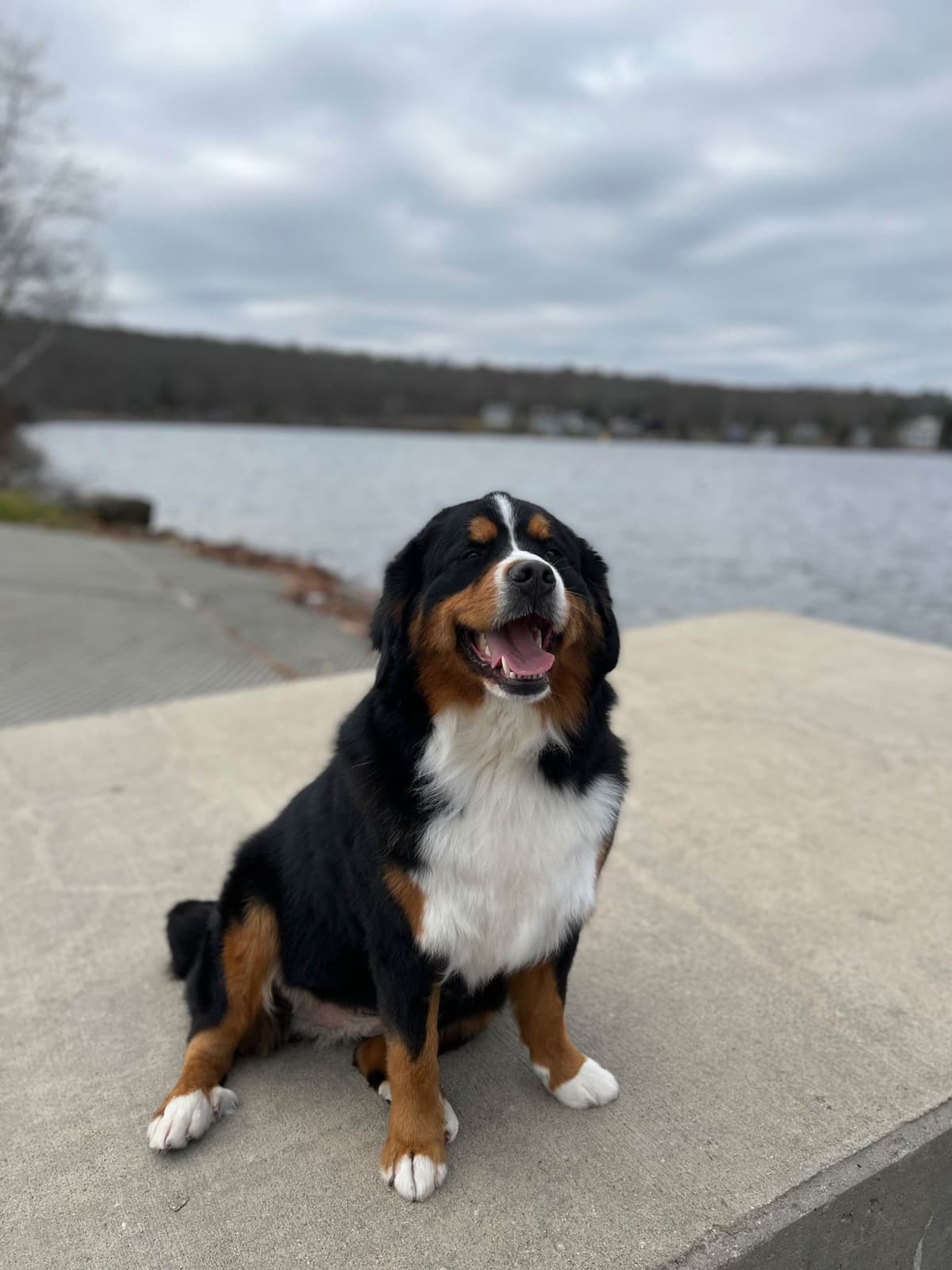 Bernese Mountain Dog Puppies breeder image 1