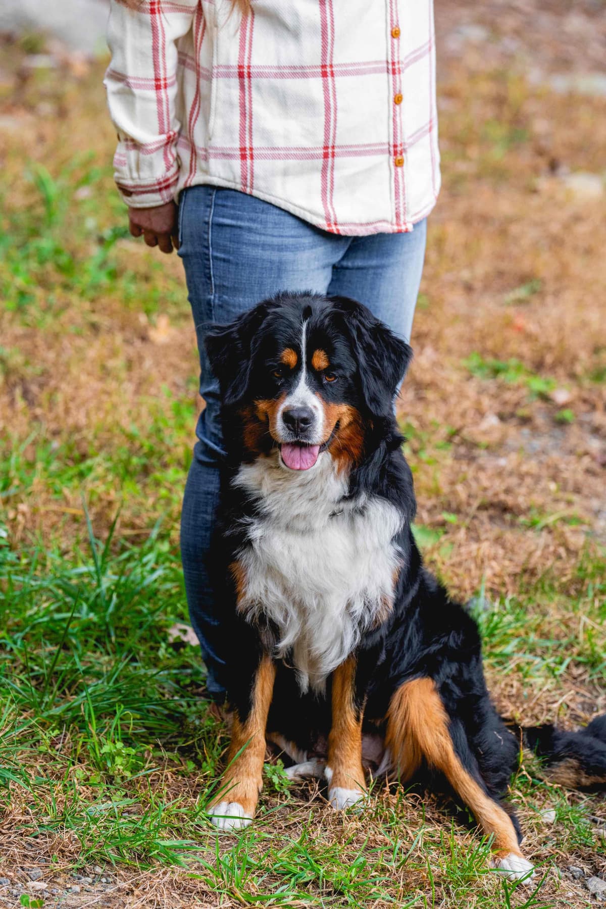Bernese Mountain Dog Puppies breeder image 2