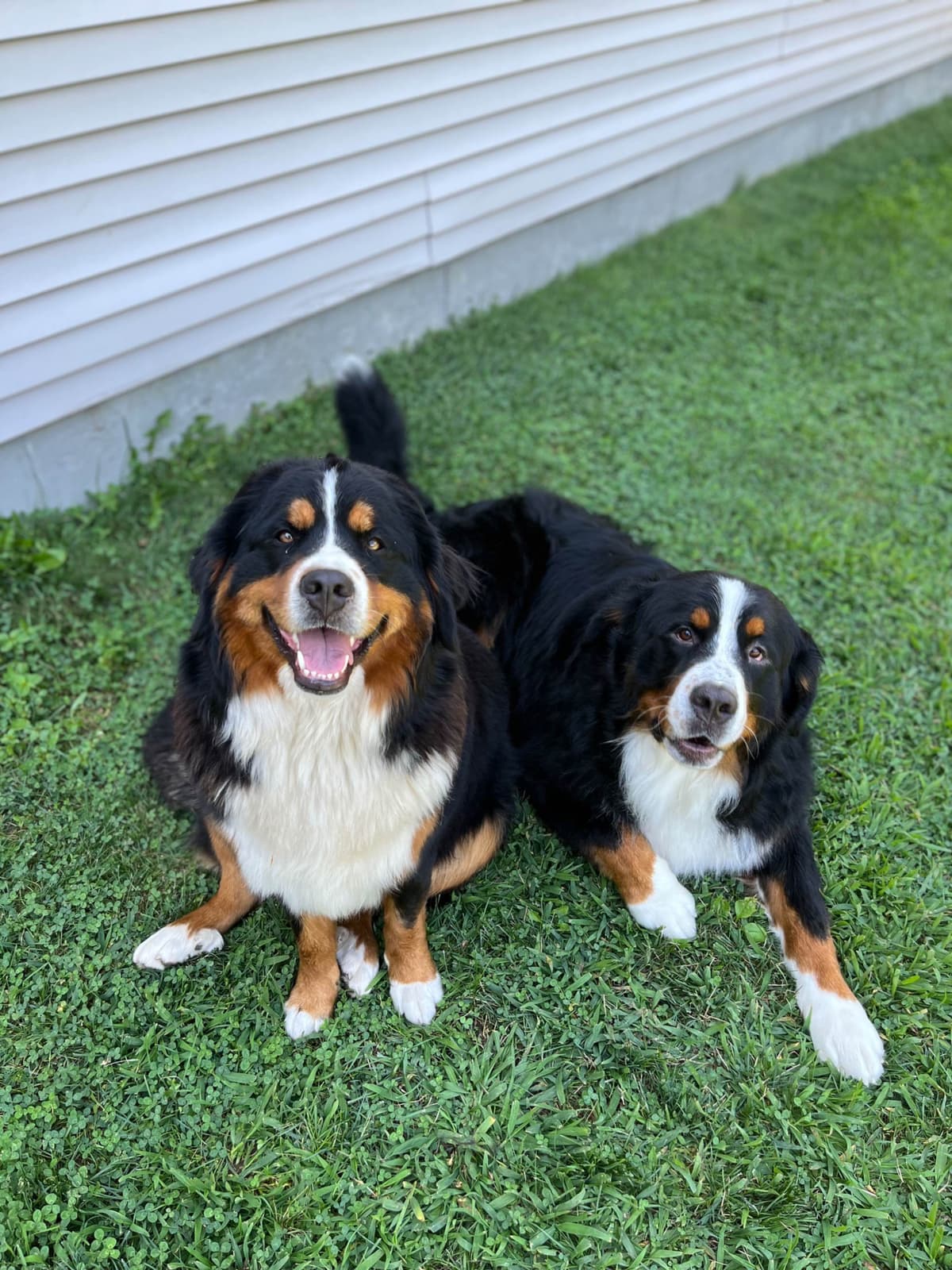 Bernese Mountain Dog Puppies breeder image 3