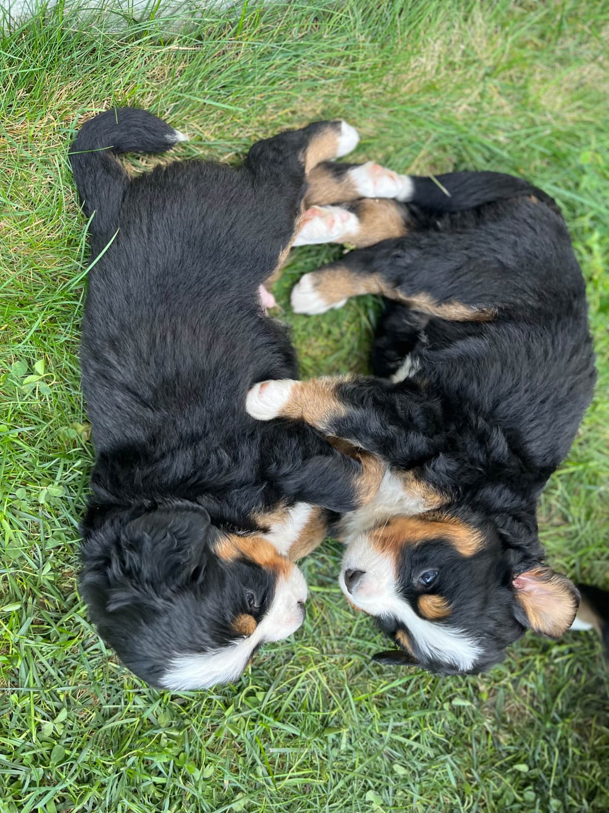 Bernese Mountain Dog Puppies breeder image 4