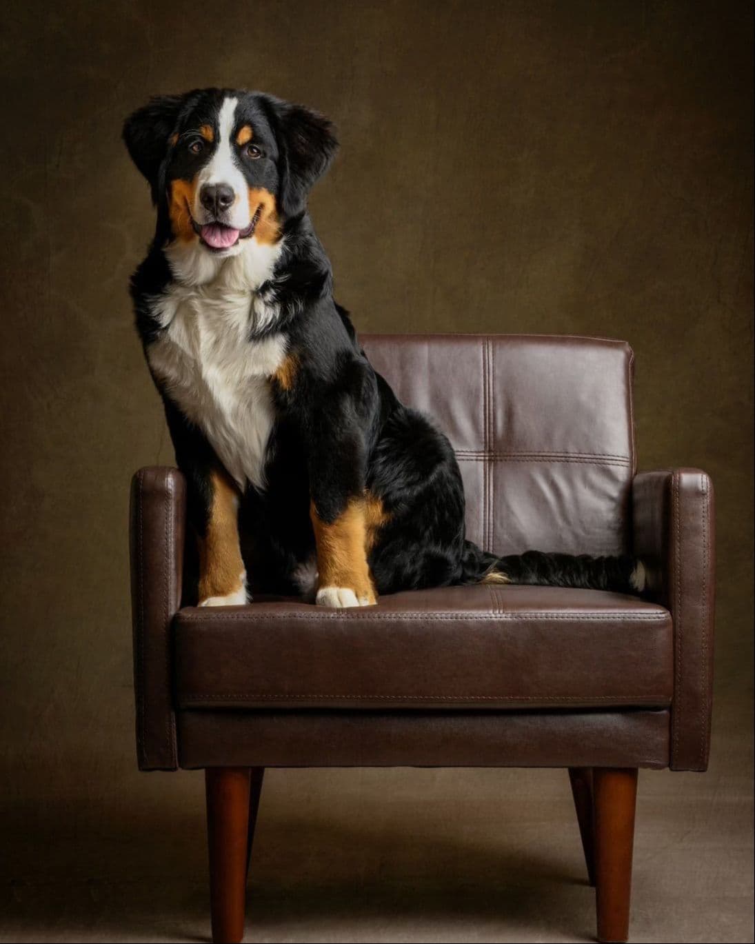 Bernese Mountain Dog Puppies breeder image 5
