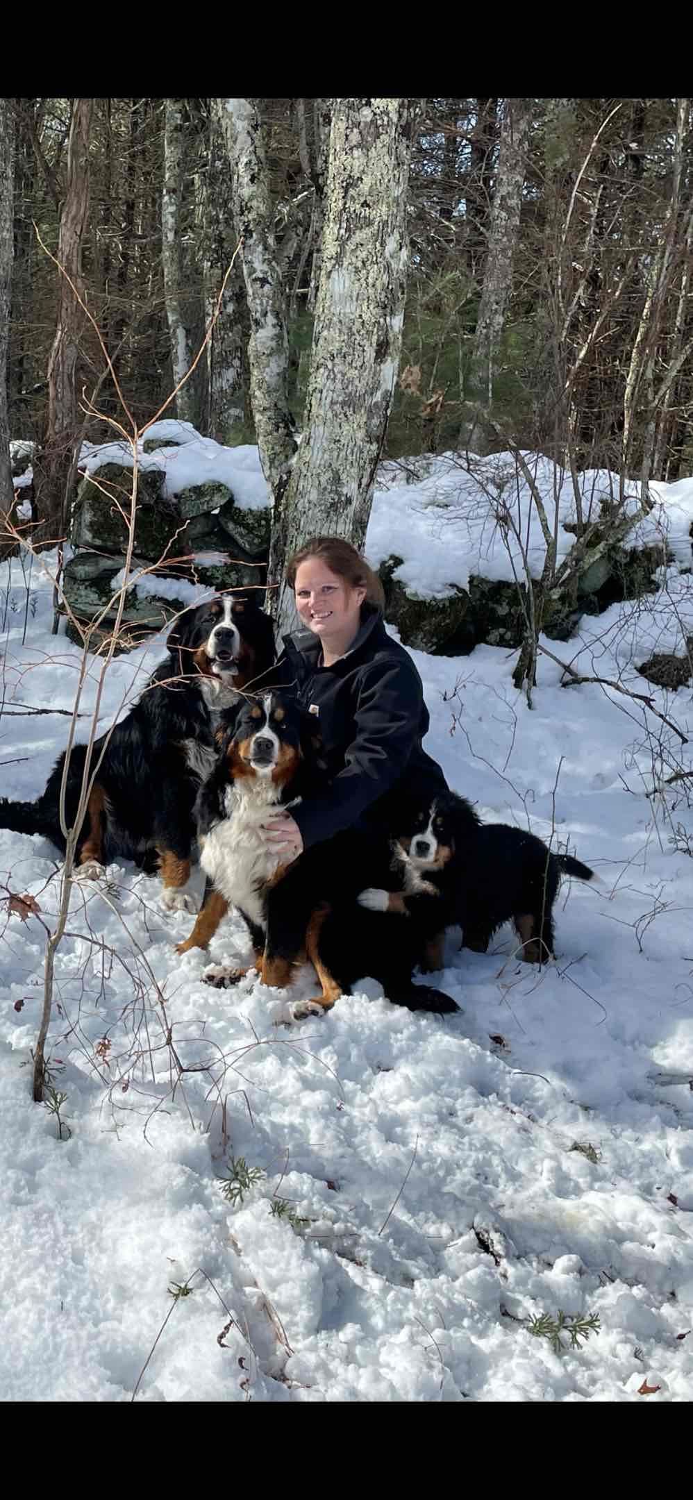 Bernese Mountain Dog Puppies breeder image 6