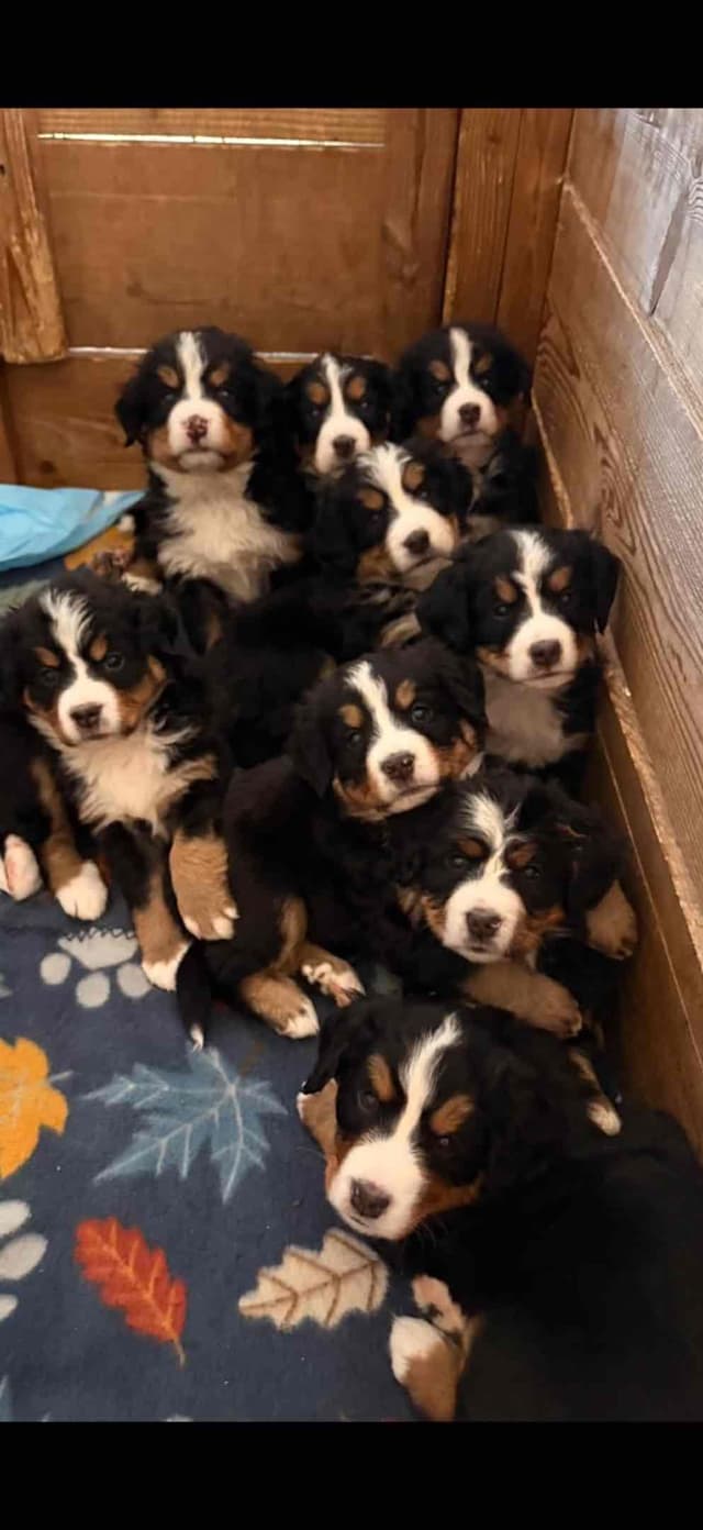 Bernese Mountain Dog Puppies media 2