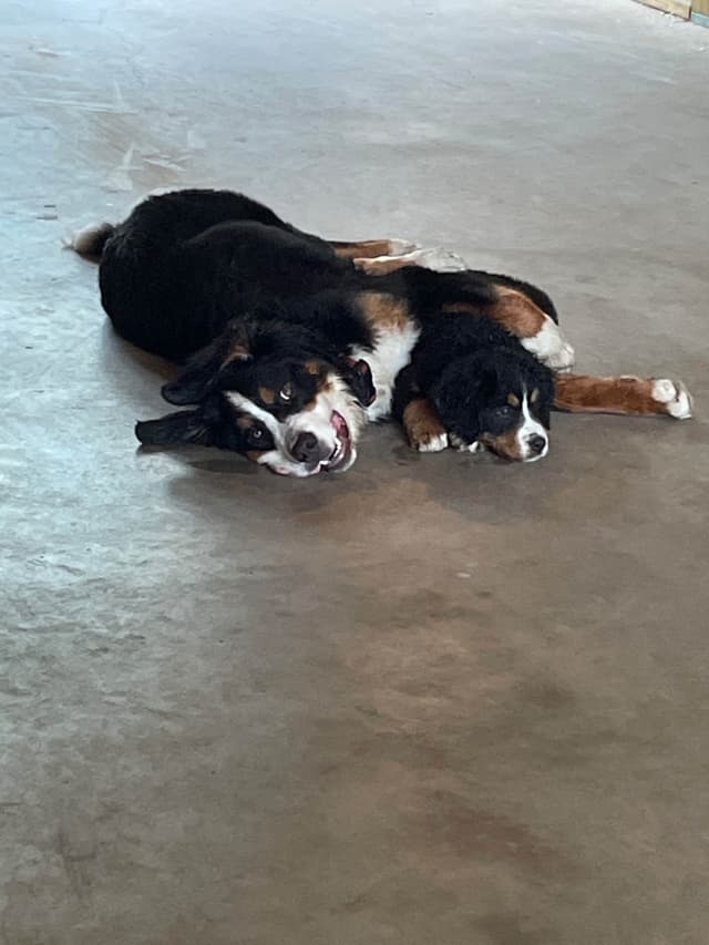 Bernese Mountain Dog Puppies media 3