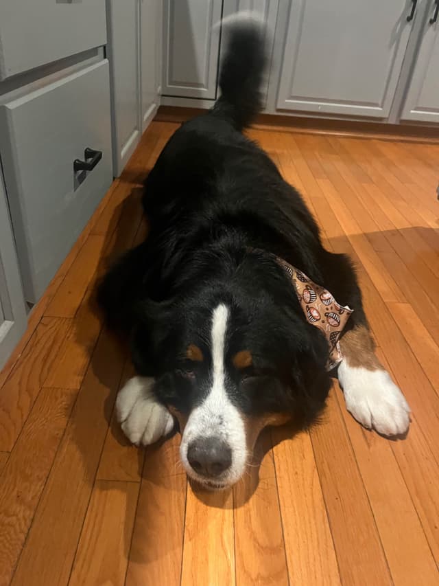 Bernese Mountain Dog Puppies media 5