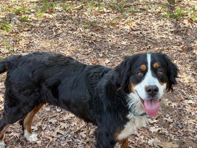 Bernese Mountain Dog Puppies media 4