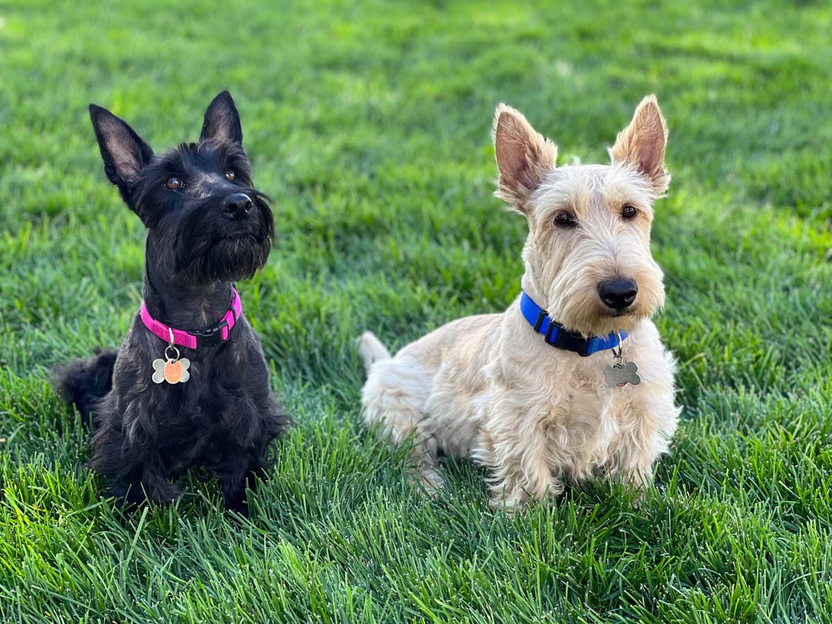 Scottish Terrier Puppies breeder image 1