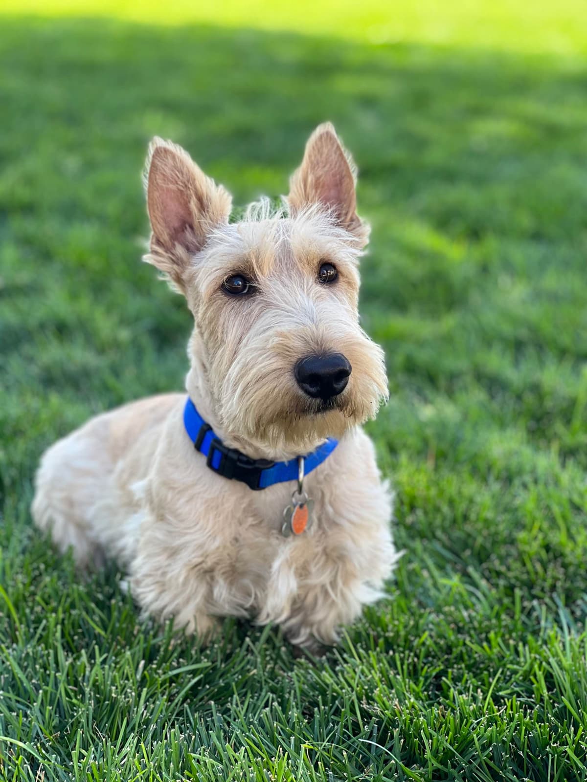 Scottish Terrier Puppies breeder image 3