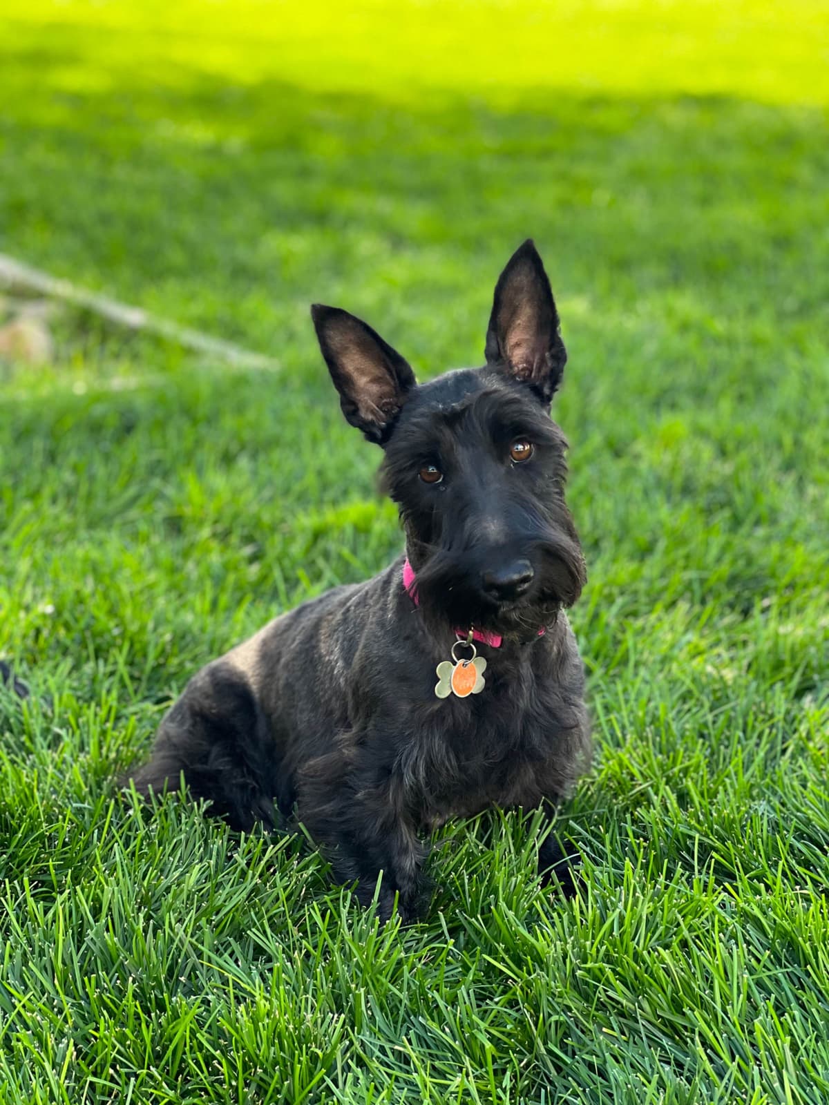 Scottish Terrier Puppies breeder image 4