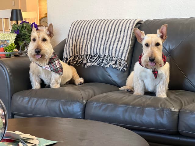 Scottish Terrier Puppies media 2