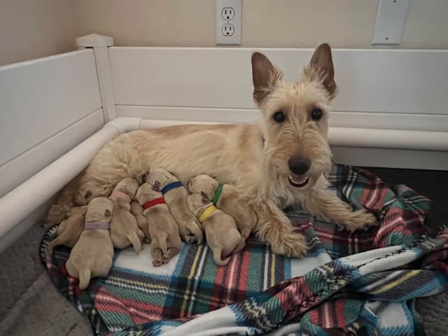Scottish Terrier Puppies media 3