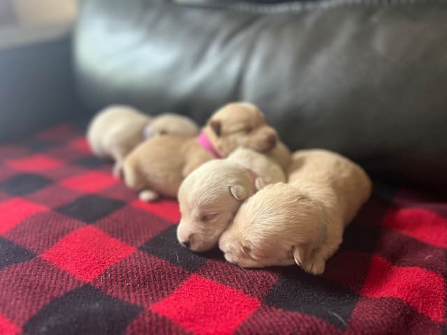 Scottish Terrier Puppies media 4