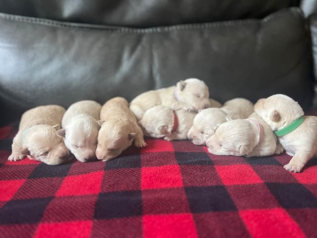 Scottish Terrier Puppies media 5