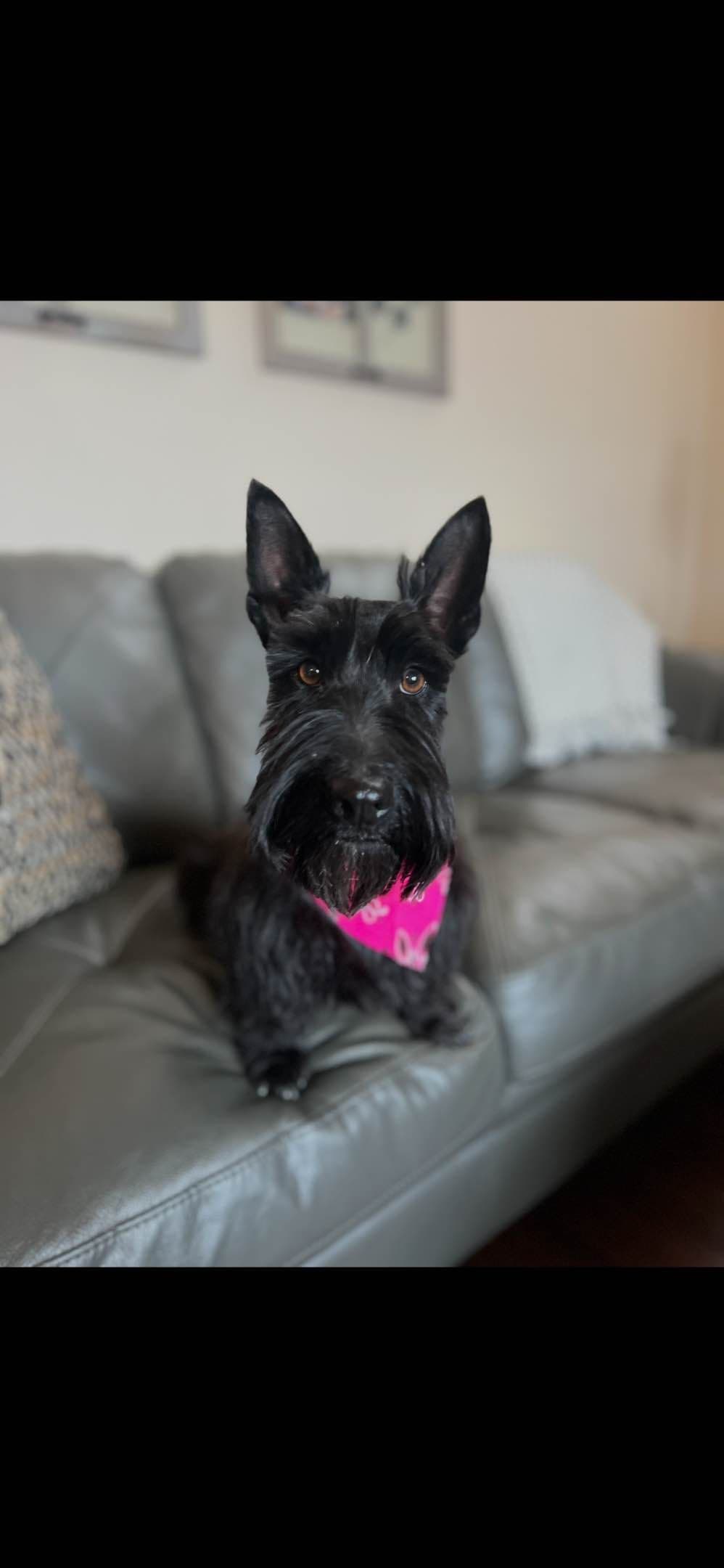 Scottish Terrier Puppies breeder image 5