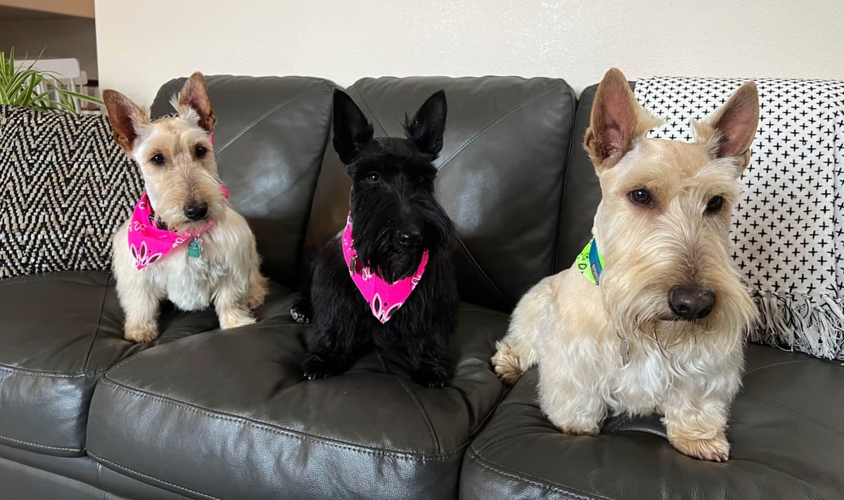 Scottish Terrier Puppies breeder image 6