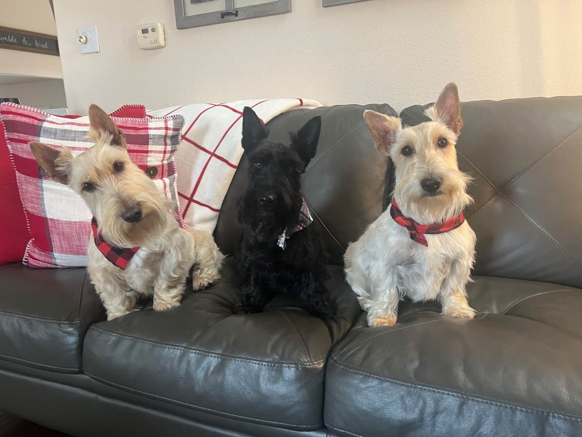 Scottish Terrier Puppies breeder image 8