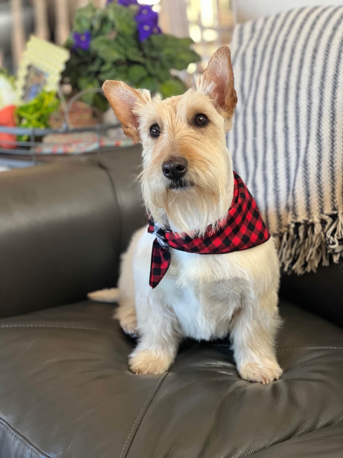 Scottish Terrier Puppies breeder image 12