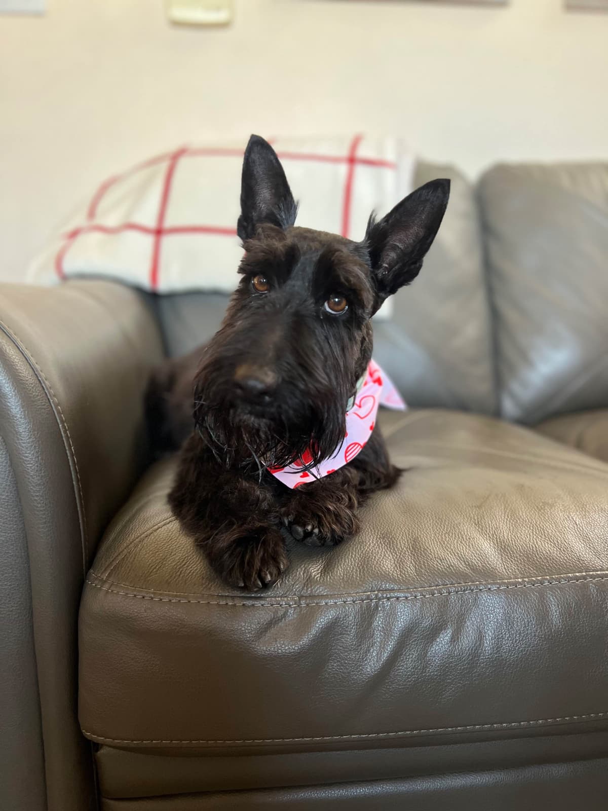 Scottish Terrier Puppies breeder image 11