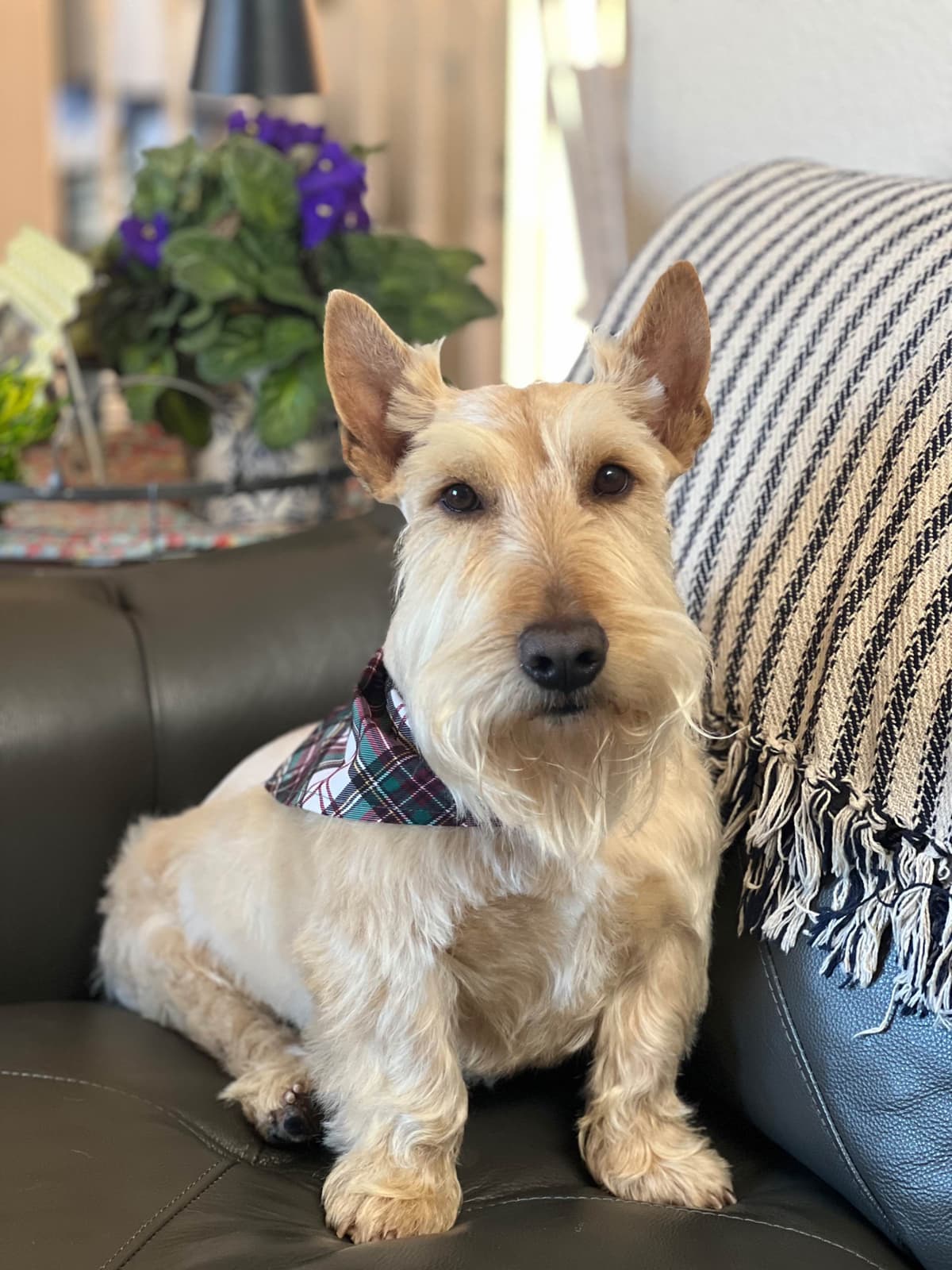 Scottish Terrier Puppies breeder image 13