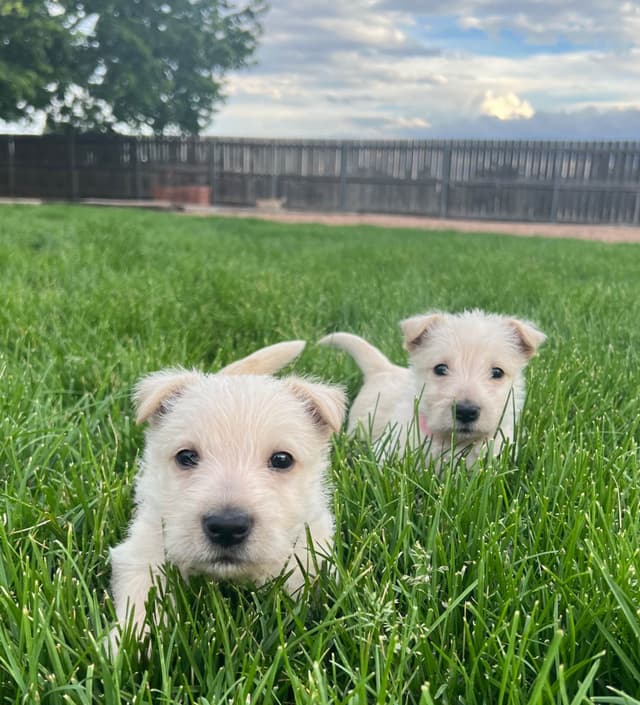 Scottish Terrier Puppies media 6
