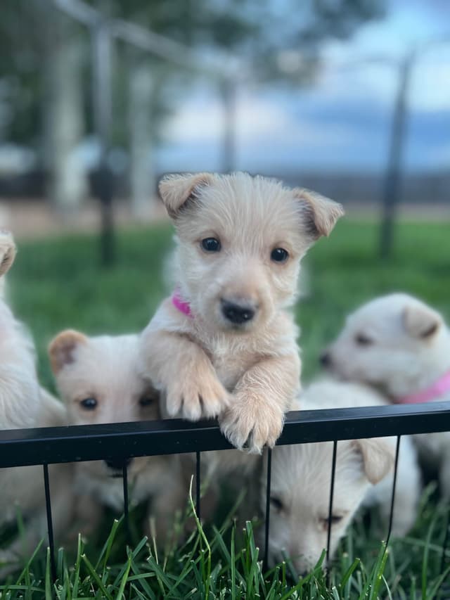 Scottish Terrier Puppies media 7