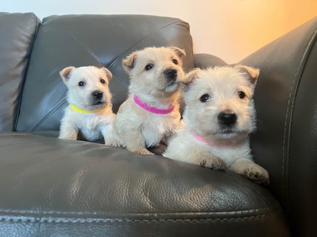 Scottish Terrier Puppies media 8