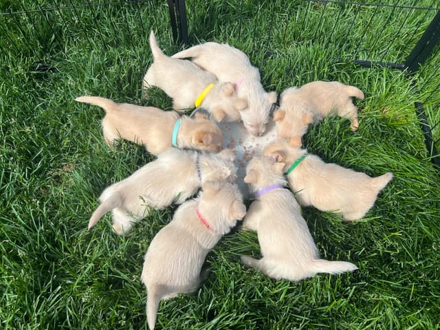 Scottish Terrier Puppies media 9