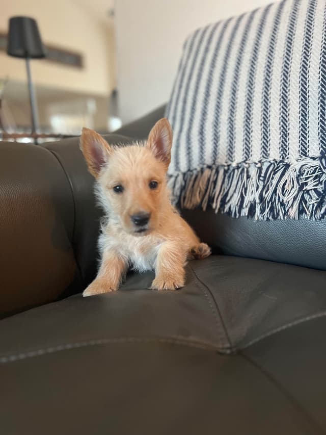 Scottish Terrier Puppies media 10
