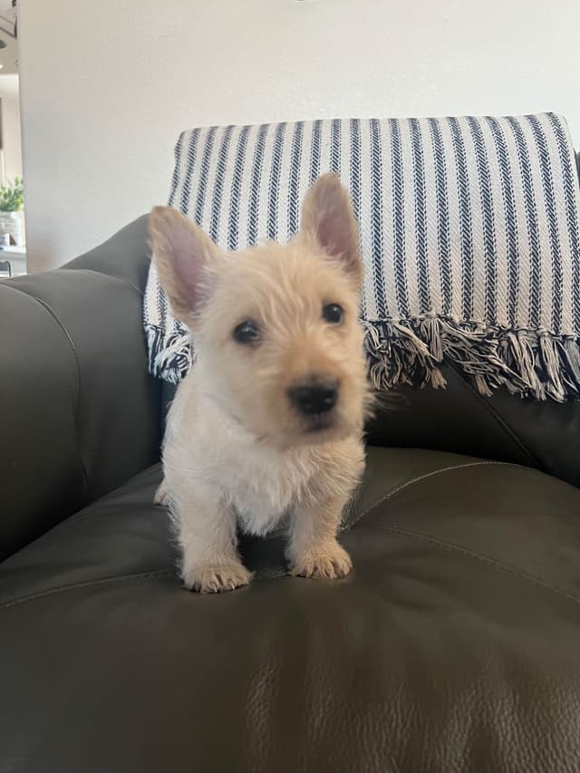 Scottish Terrier Puppies media 11