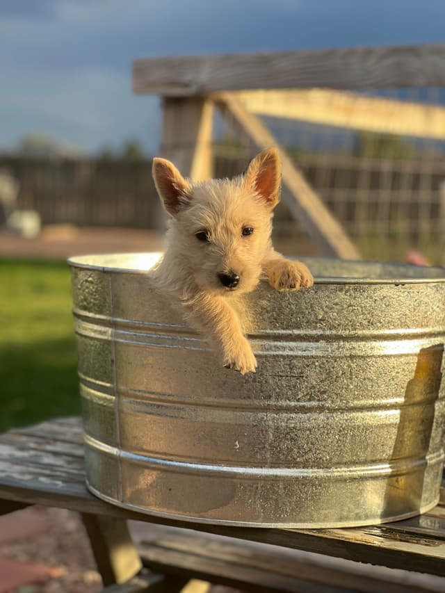 Scottish Terrier Puppies media 12