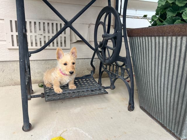 Scottish Terrier Puppies media 13