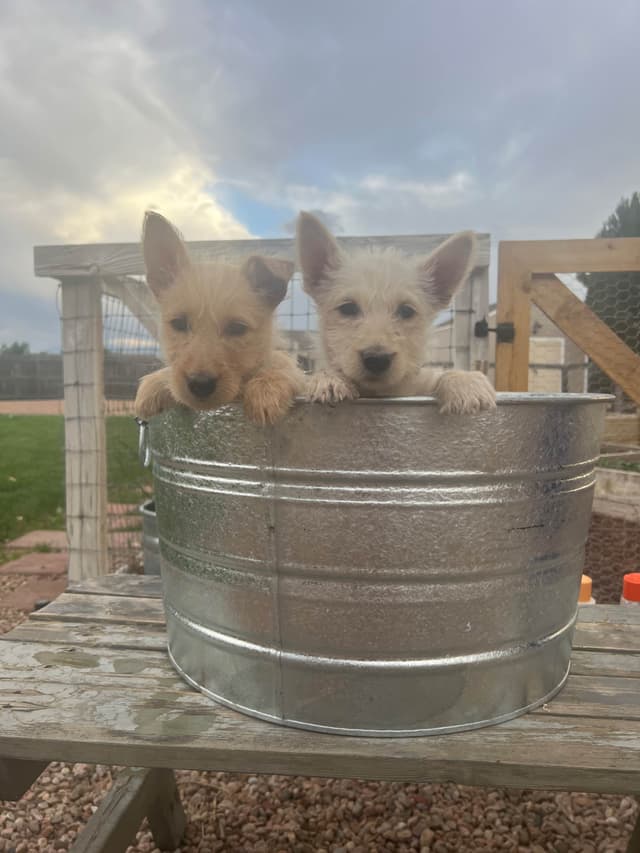 Scottish Terrier Puppies media 14