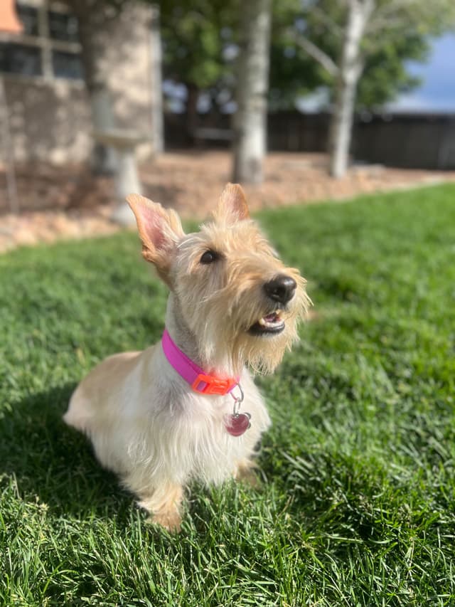 Scottish Terrier Puppies media 15