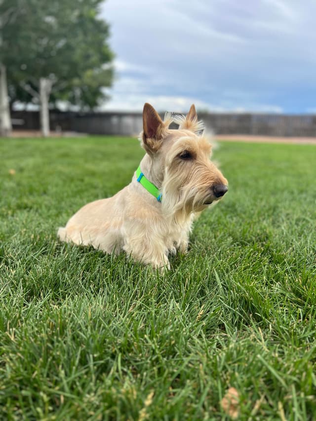 Scottish Terrier Puppies media 16