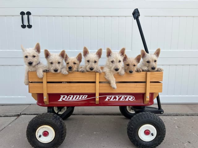 Scottish Terrier Puppies media 17