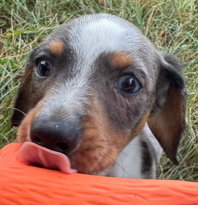 Dachshund Puppies media 2