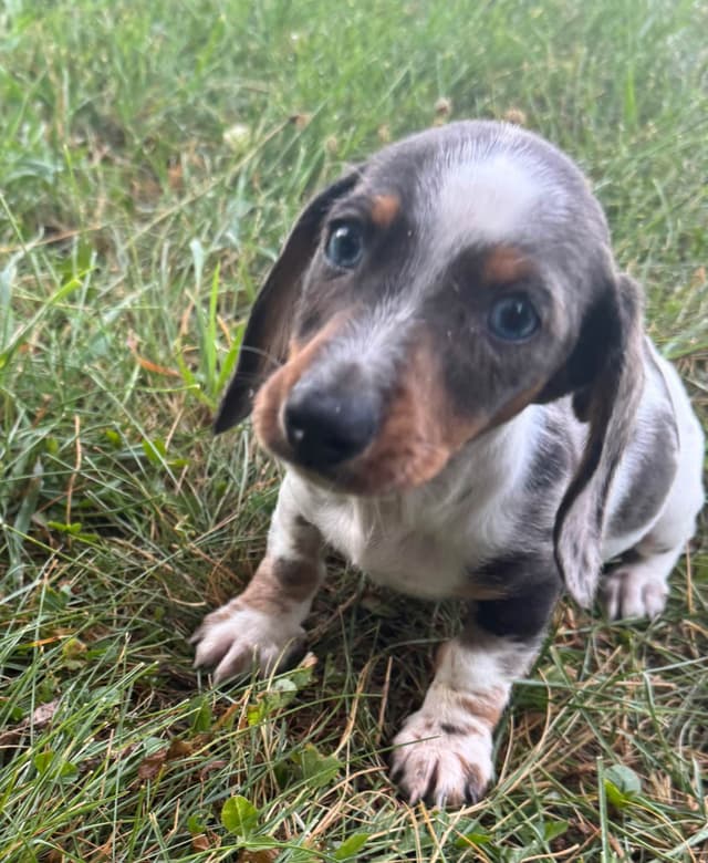 Dachshund Puppies media 3