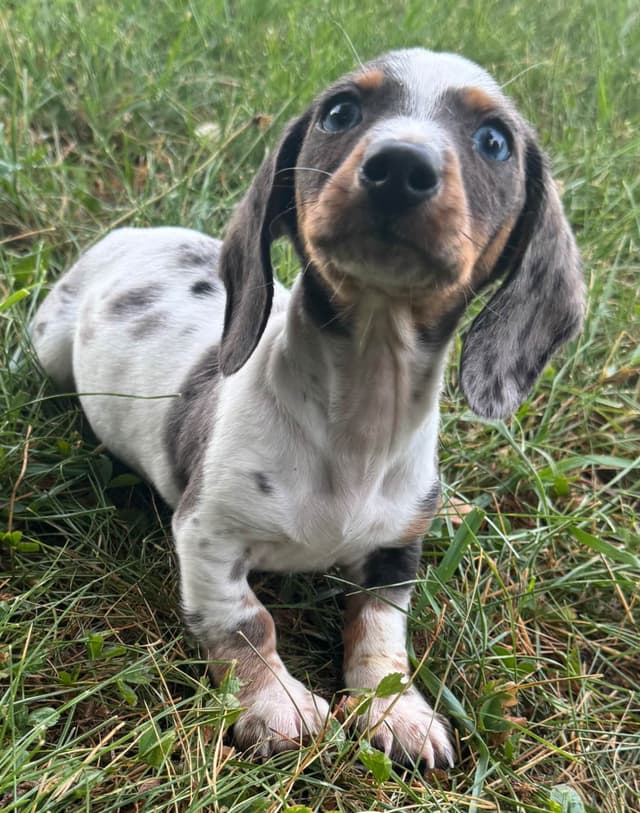 Dachshund Puppies media 4