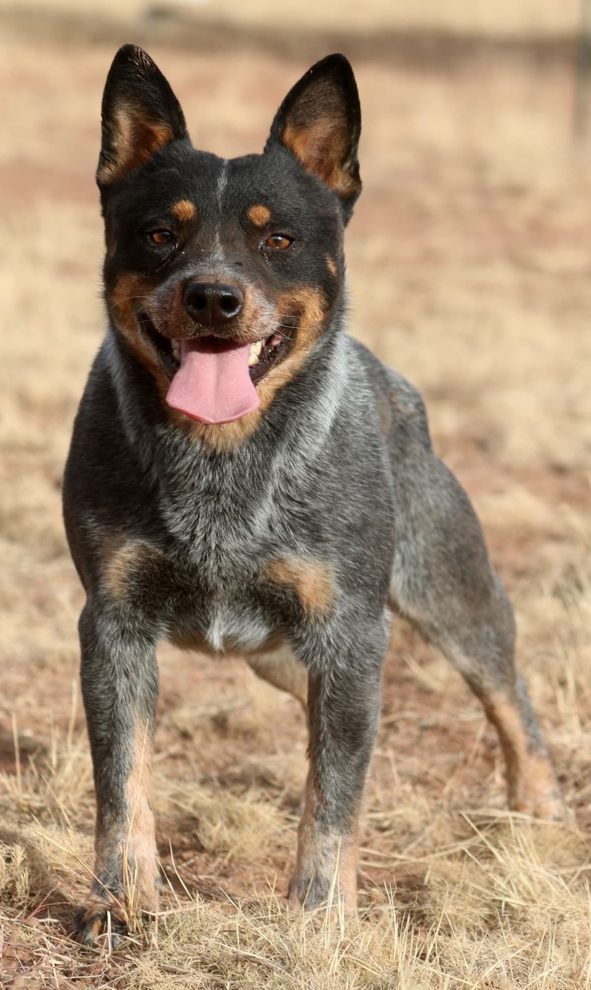 Showest Litter K - Azul x Tundra breeder image 3