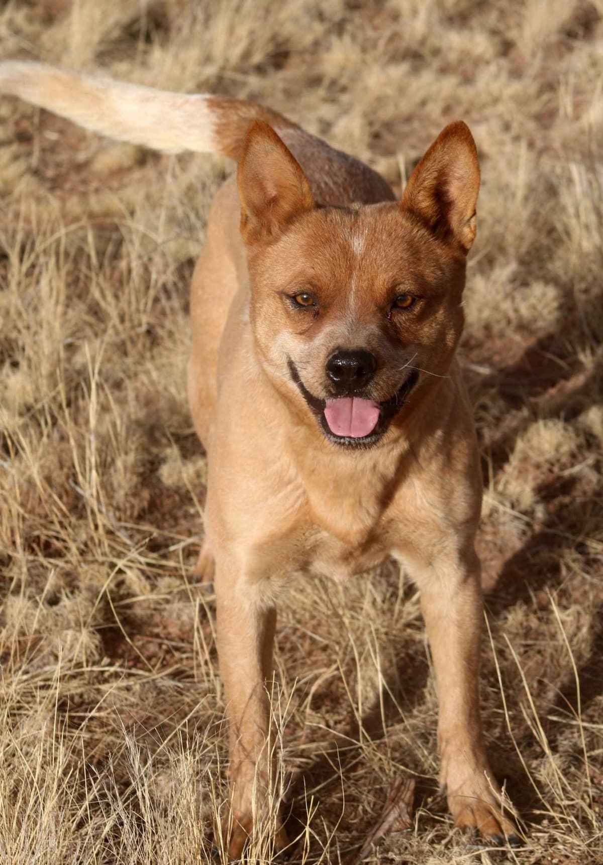 Showest Litter K - Azul x Tundra breeder image 5