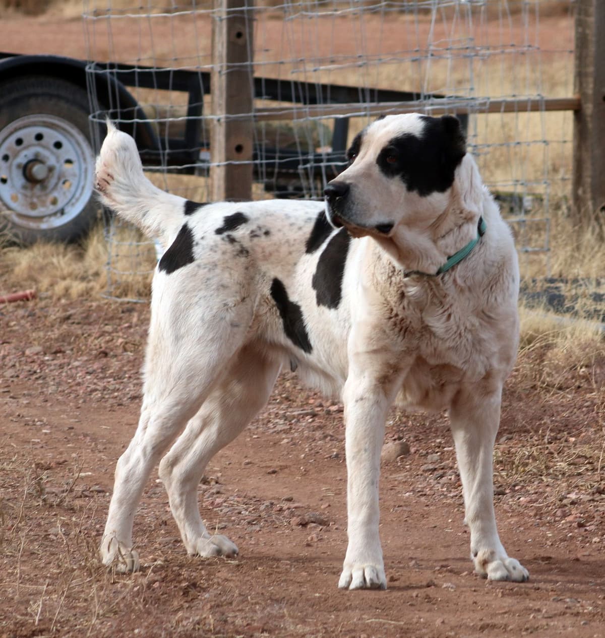 Showest Litter K - Azul x Tundra breeder image 7