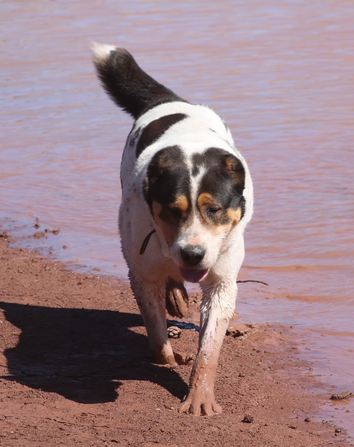 Showest Litter K - Azul x Tundra breeder image 8