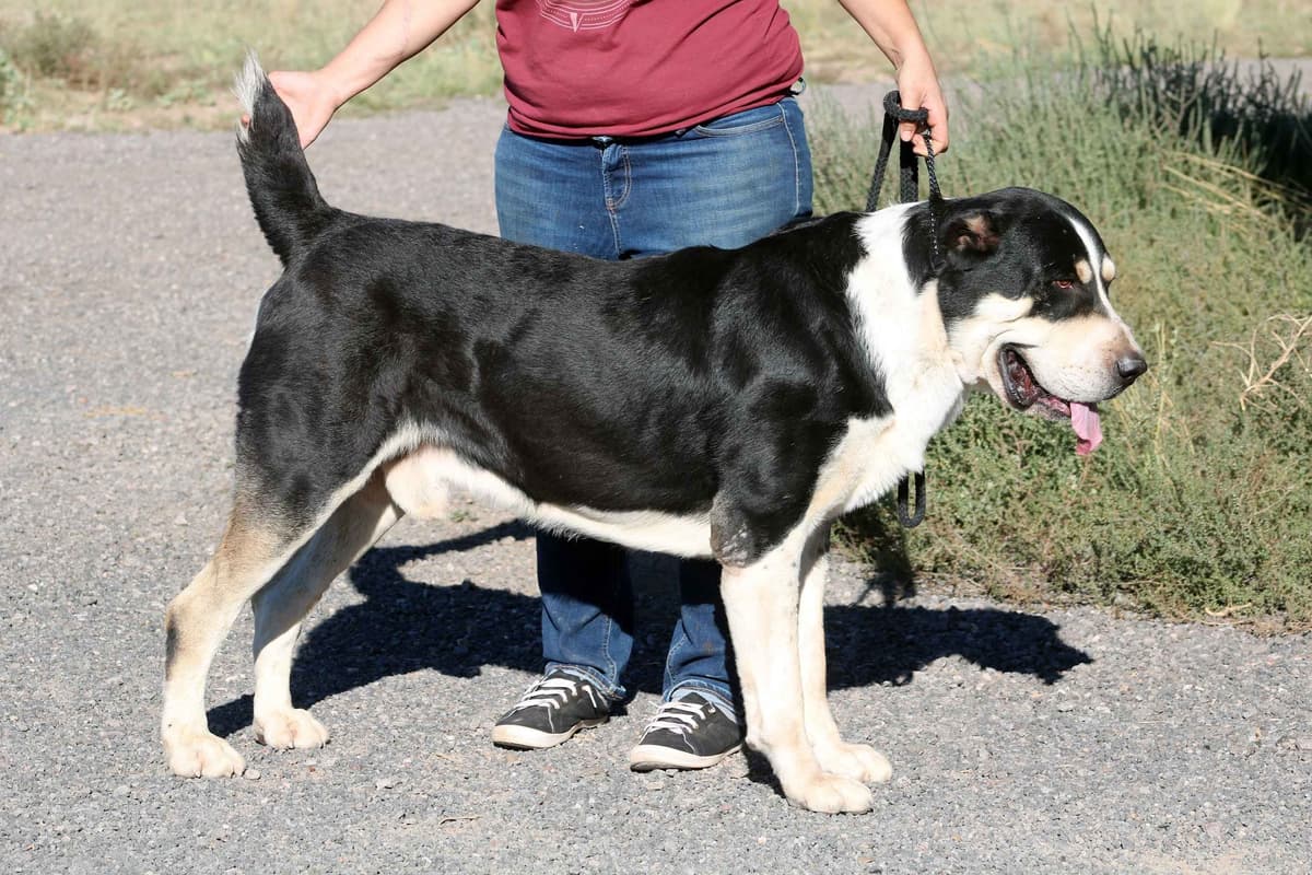 Showest Litter K - Azul x Tundra breeder image 10