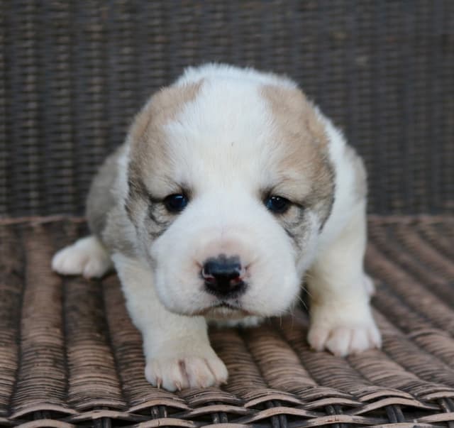 Showest CAS Litter J - Tiger x Thea media 13