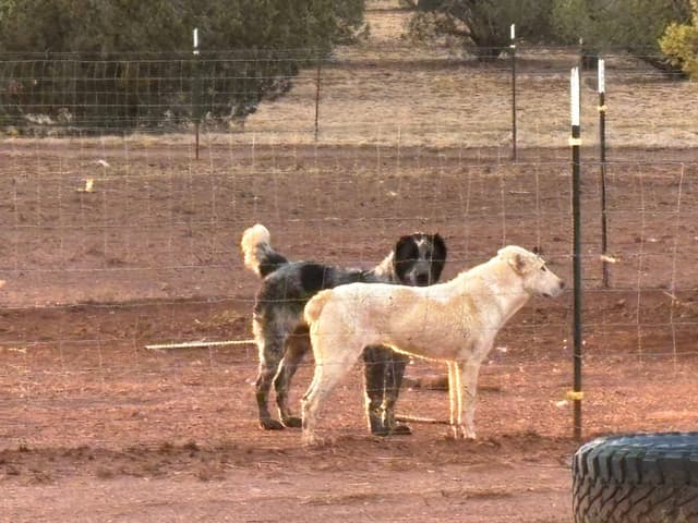 Showest CAS Litter J - Tiger x Thea media 15